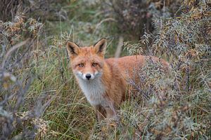 Fuchs von Petra Bos