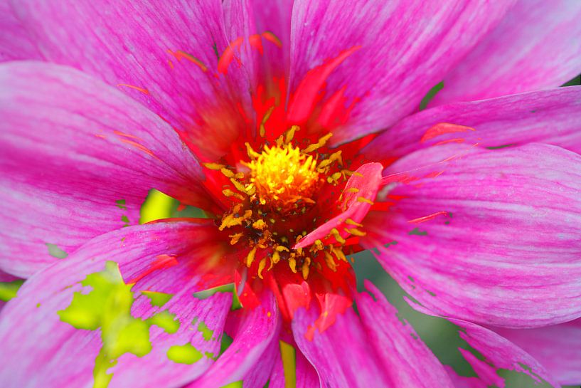 rosa , blühende  Dahlie,abstrakt,Blume von Torsten Krüger