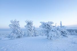 Fins Lapland van PeetMagneet