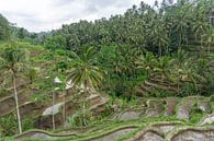 Rijstvelden en palmbomen op Bali van Reis Genie thumbnail