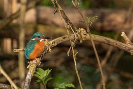 Kingfisher in botanical garden in Amsterdam by Peter Bartelings