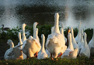 Ganzenpas van Hetwie van der Putten