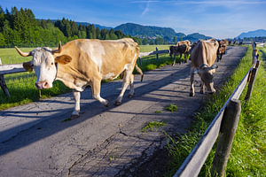 glückliche Kühe im Allgäu