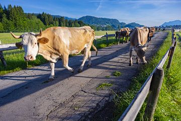 des vaches heureuses dans l'Allgäu