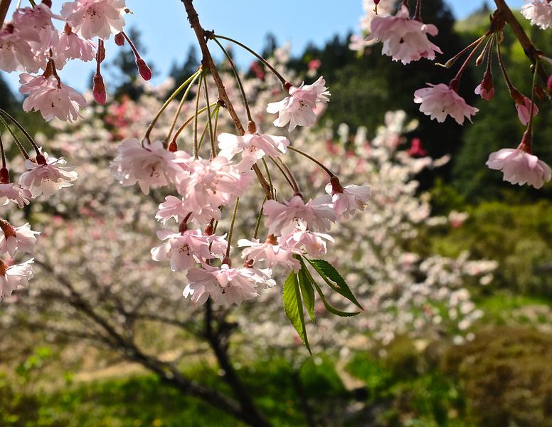 'Sakura', Tsumago-Japan  van Martine Joanne