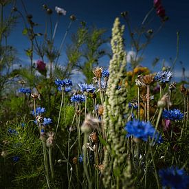 Summer by Frank Lavooij