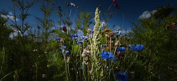 Summer by Frank Lavooij