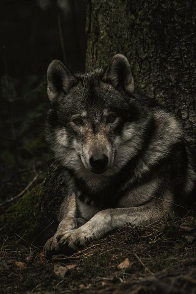 Wolf by Larsphotografie