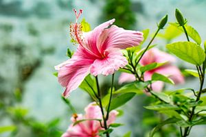 Pinker Hibiskus