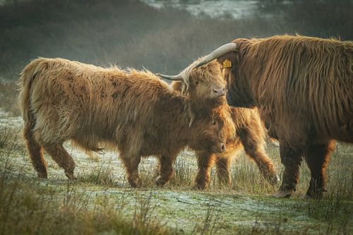 Schotse Hooglander in duin met twee kalfjes