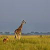 Rothschild-Giraffe von Antwan Janssen