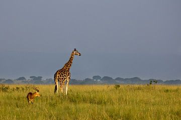 Rothschild giraffe by Antwan Janssen