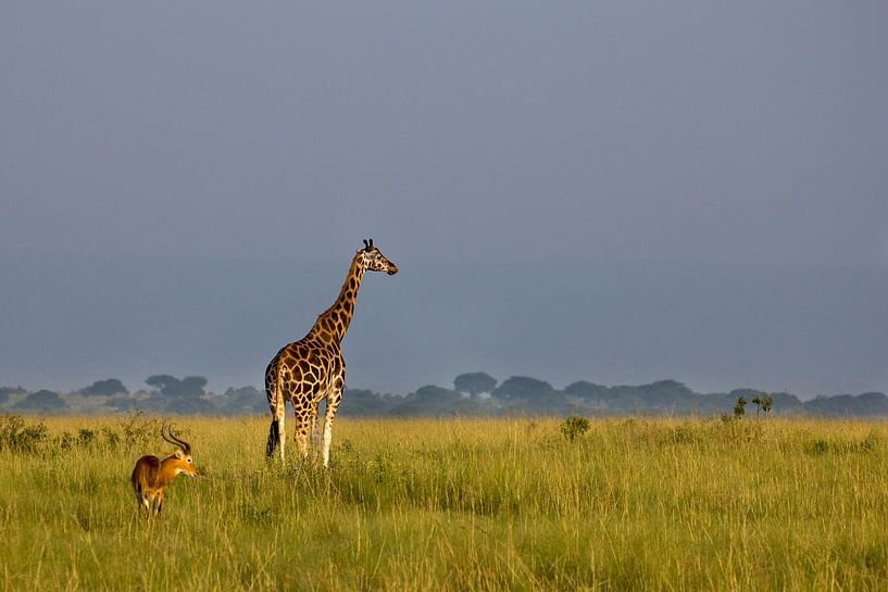 Rothschild-Giraffe von Antwan Janssen