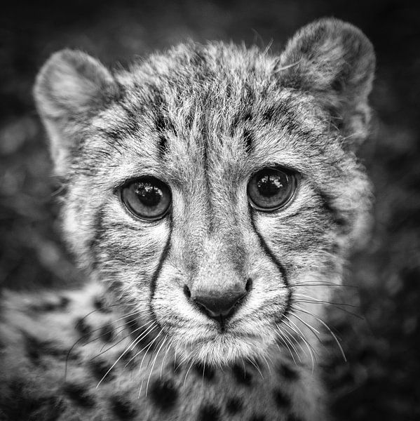 Portret van jonge Cheetah van Frans Lemmens