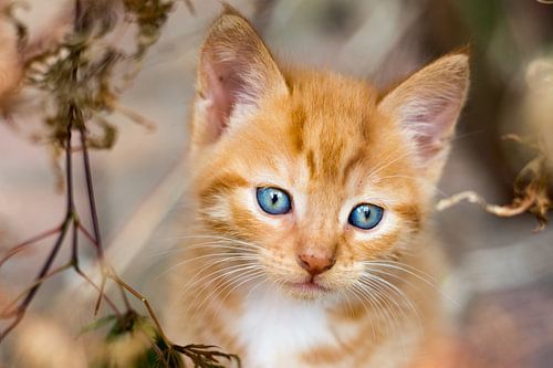 Nieuwsgierige blauwe ogen