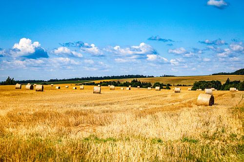 Summer golden fields in the Czech Republic