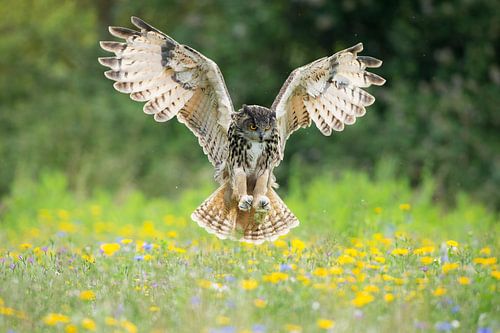 Uhu im Flug über die Blumenwiese von Jeroen Stel