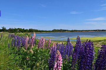 Wildflowers by the sea by Claude Laprise