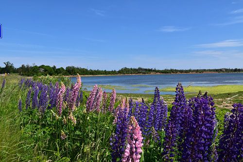 Wilde bloemen aan zee
