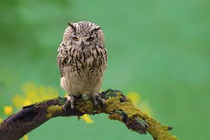 Hibou