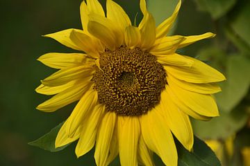 Een zonnebloem in de tuin van Claude Laprise