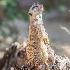 Erdmännchen - meerkats  van Hans Will