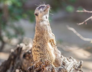 Erdmännchen - meerkats 