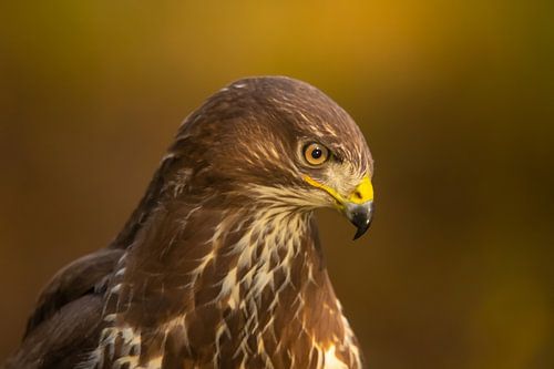 Bussard, Buteo buteo. Ein Porträt.