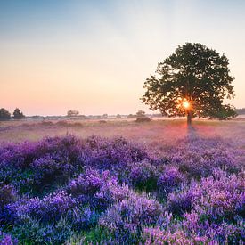 Heide in Bloei bij Loon op Zand van Jim Looise