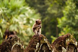 Thoughts in the jungle by Patrick Gamelkoorn