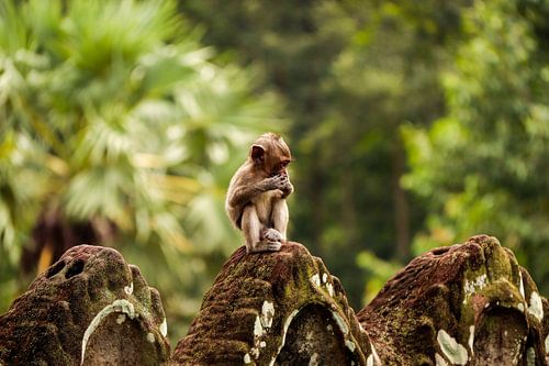 Gedanken im Dschungel von Patrick Gamelkoorn