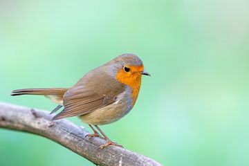 Robin (Erithacus rubecula) by Dirk Rüter