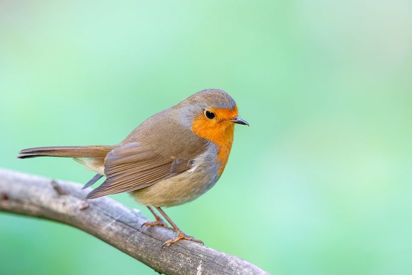 Rotkehlchen (Erithacus rubecula) von Dirk Rüter