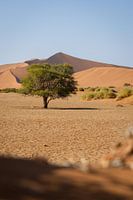 Lonely tree in the Namibian desert | Sosusvlei