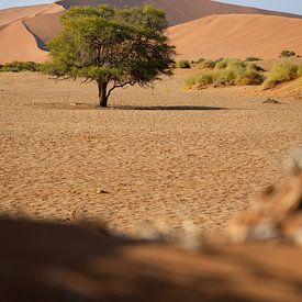 Einsamer Baum in der namibischen Wüste | Sosusvlei von Tine Depré