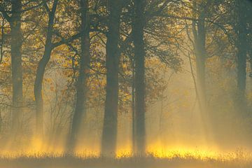 Et il y a eu un feu solaire sur Geert Brosens