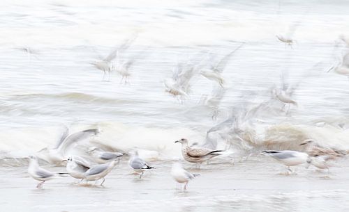 Flügel von Claudia van Zanten