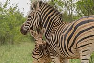 Zebra veulen van Marijke Arends-Meiring thumbnail