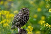 Petit hibou assis sur un poteau
