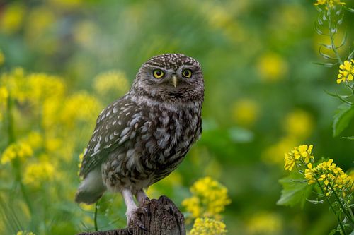 Steenuil zittend op een paal
