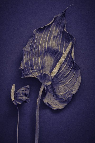 Grote en kleine Anthurium van Karel Ham