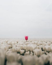 Die rote Tulpe ragt heraus'. von BROBUUST | Chris Geurtse