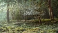 Licht, vorst en mist in bos van Peter Bolman thumbnail