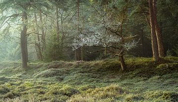 Licht, vorst en mist in bos van Peter Bolman