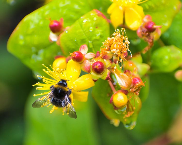 Des fleurs et des abeilles par Miny'S