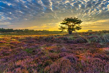 Helderse duinen met paarse heide van eric van der eijk