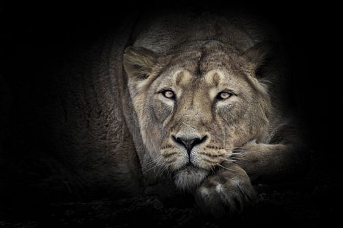Lunar lioness calmly looks ahead resting lying with her head on her paws calm rest of a beautiful fe