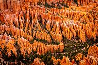 Landscape Amphitheater with Hoodoos in Bryce Canyon National Park Utah USA by Dieter Walther thumbnail