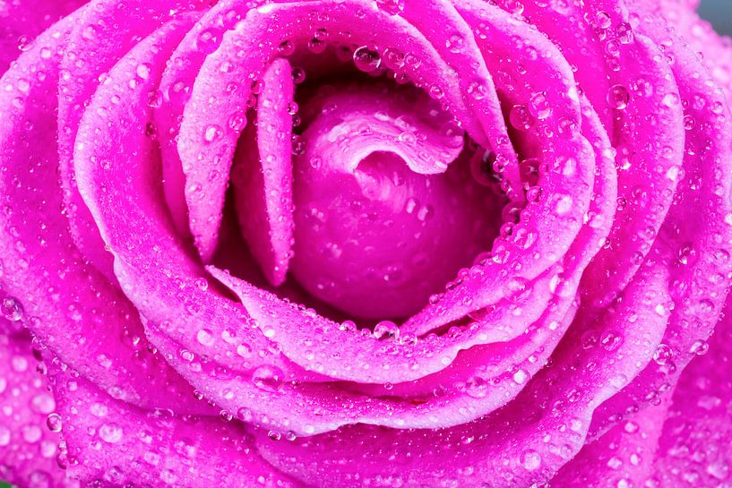 Macro of pink rose with water drops by Ben Schonewille