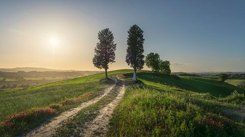 Twee bomen op de route van de Via Francigena